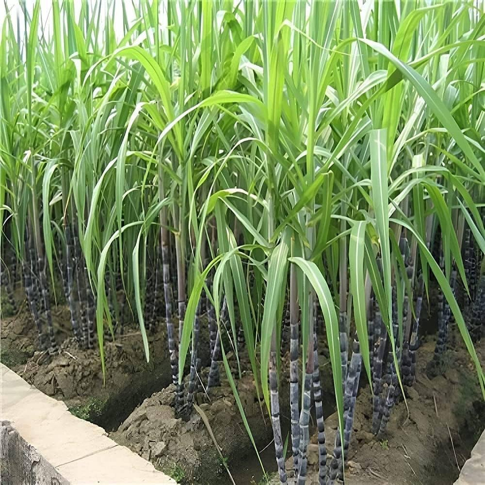 Energy Waste, Its Hidden & Prolific - Energy Productivity In The Sugar Industry img 6148